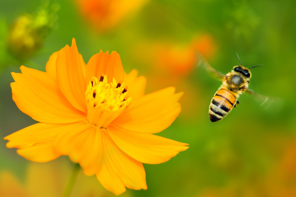 二十年的养蜂经验，教你如何辨认土蜂蜜真假