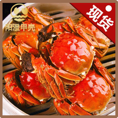 阳澄甲壳 阳澄湖大闸蟹 母螃蟹2.5-2.1两*8只装