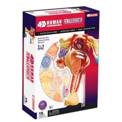 4D MASTER 人体拼装模型-女性生殖拼装26062