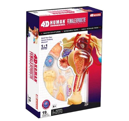 4D MASTER 人体拼装模型-女性生殖拼装26062