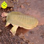 千岛湖 有机甲鱼 团鱼水鱼王八 生态中华鳖3年-4年600克 甲鱼活体