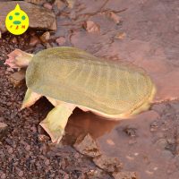 千岛湖 有机甲鱼 团鱼水鱼王八 生态中华鳖3年-4年600克 甲鱼活体