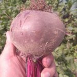 益顺康 2017年新鲜甜菜根紫菜头红甜菜 蔬菜红菜头农产品现挖5斤