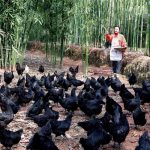 汇品 乌鸡农家散养野生乌骨鸡活体现杀新鲜乌鸡肉笨鸡下蛋草鸡 900g