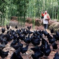 汇品 乌鸡农家散养野生乌骨鸡活体现杀新鲜乌鸡肉笨鸡下蛋草鸡 900g