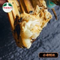 阳澄绿洲 现货阳澄湖六月黄大闸蟹 鲜活大螃蟹1.9-1.5两6只礼盒装+送4只