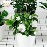 爱可达 栀子花绿萝水培植物室内盆栽花卉吊兰常春藤办公室盆栽绿植发财树