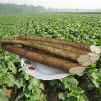 益顺康 徐州新鲜牛蒡根5斤装 2017年蔬菜牛蒡茶原料