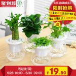 景润赉 富贵竹盆栽花卉转运竹子水生水养碧玉室内去甲醛铁线蕨类水培植物