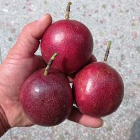 八月香 广西百香果3斤紫香大红果新鲜热带水果 西番莲 鸡蛋果