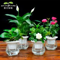 喜艾 栀子花盆栽绿植物文竹长寿花卉绿箩富贵竹室内发财树水培植物