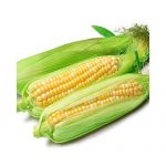 倮哩倮 云南高原水果玉米 甜玉米 新鲜玉米 甜脆玉米棒 5斤装 EMS空运