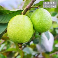 丰如园 广西新鲜番石榴芭乐 农家特产 5斤装水果 现摘现发 清脆香甜