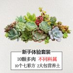 多肉植物组合 办公室桌面DIY迷你盆栽组合桌面微景观套餐