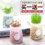 Ecoey 迷你桌面负离子小盆栽微景观DIY创意小花农水培陶粒植物*2盆