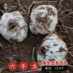 百玉 兰州鲜百合原生态新货食用甜百合新鲜百合兰州百合500克
