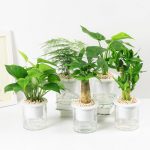 柠彩 栀子花植物盆栽花卉室内富贵竹绿萝虎皮兰铜钱草文竹水培植物 多款可选