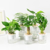 柠彩 栀子花植物盆栽花卉室内富贵竹绿萝虎皮兰铜钱草文竹水培植物 多款可选