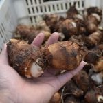 俏食娘 2017年新鲜小毛芋头 5斤 山东芋头 8月现挖新鲜芋头芋艿 香芋