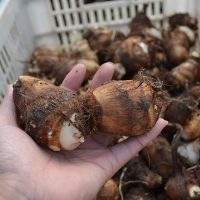 俏食娘 2017年新鲜小毛芋头 5斤 山东芋头 8月现挖新鲜芋头芋艿 香芋