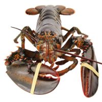 大渔场 加拿大进口 波士顿大龙虾 450-550g 野生鲜活硬壳 海鲜 水产