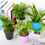 万象更新 绿植盆栽园艺植物水培植物室内花卉绿萝幸福树大盆景 4款