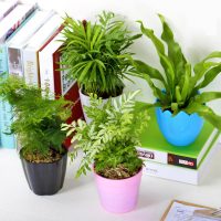 万象更新 绿植盆栽园艺植物水培植物室内花卉绿萝幸福树大盆景 4款