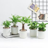 柠彩 发财树花卉盆栽绿萝芦荟办公室盆栽栀子花富贵竹虎皮兰水培植物