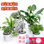 绿戏 室内绿植碧玉椰子白掌绿萝水培多肉植物盆栽花卉吊兰办公室吸水盆 多款可选