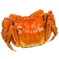 蟹知香 抢大蟹 阳澄湖六月黄大闸蟹鲜活螃蟹 公3两母2两 共8只现货