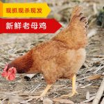 四月蜂飞 正宗土鸡2年老母鸡农家散养鸡家养鸡草鸡走地鸡笨鸡柴鸡月子鸡2斤