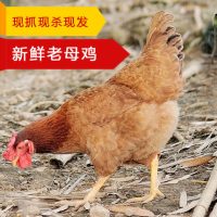 四月蜂飞 正宗土鸡2年老母鸡农家散养鸡家养鸡草鸡走地鸡笨鸡柴鸡月子鸡2斤